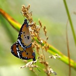 Papillons amoureux. פרפר ופרפרת מתפרפרת